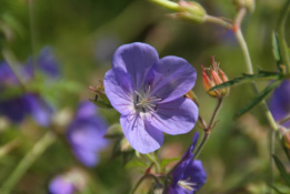 Geranium 'Brookside' bestellen